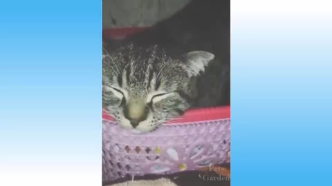 Funny and Cute Cat's Life 8