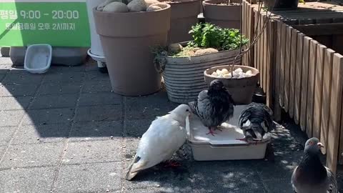 pigeon bath time