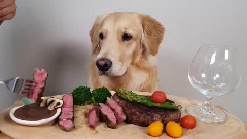 My Dog Eating Show Steak& Wine Asparagus Mukbang