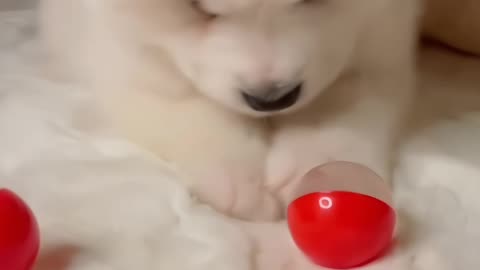 Playful puppies video