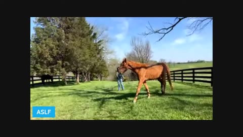 April 16, 2024Come Take Me Home | American Saddlebred Legacy Foundation