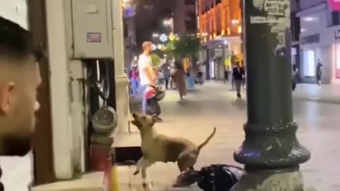 Dog wants to play with balloon