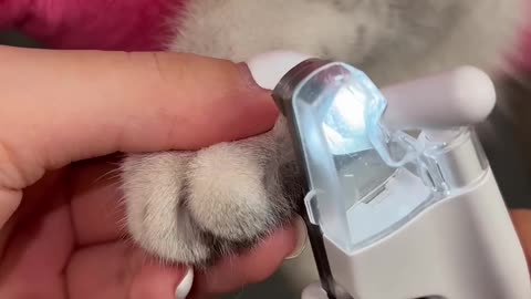 Cute cat nail cutting