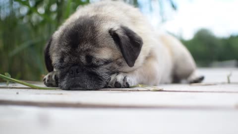 Dog sleeping in a bed