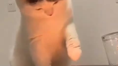 Cat's curiosity of candle light 🕯️ 😂