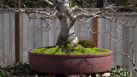 Rakuyo Bonsai garden