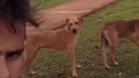 Funny dog and cat