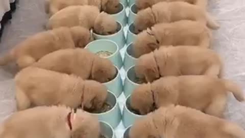 Feeding time for a group of puppies