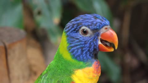 This lovely talking parrot