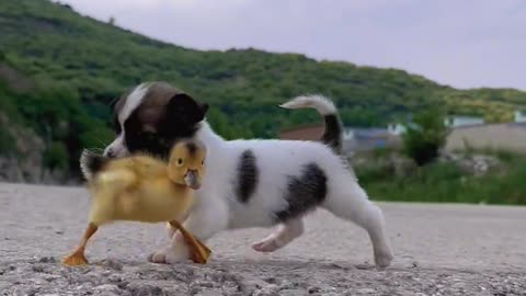 Daily Racing Fun with the Little Dog and the Yellow Duck 2