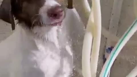 Super Thirsty Dog