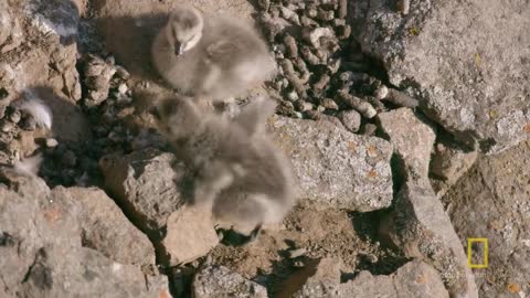 Arctic Geese Chicks Jump Off Cliff to Survive | Hostile Planet