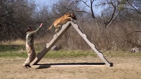 How Military Dogs Are Trained | Boot Camp | Business Insider