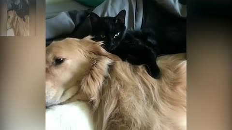 The dog and the cat are ready to sleep