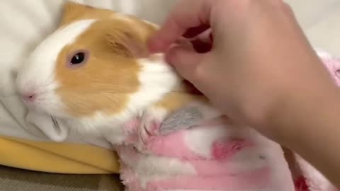 Asmr guinea pig