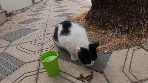 Black and white cat is so timid. She is afraid to approach me