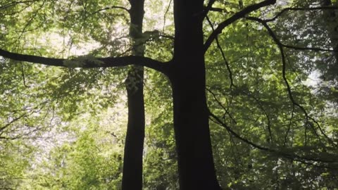 Huge trees in a large green forest