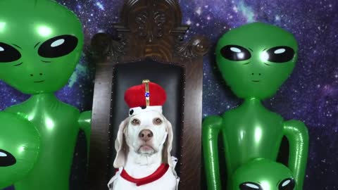 Dog Unmoved by Alien Invasion Prank_ Funny Dog Maymo vs Aliens