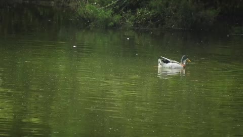 Nature Fauna Duck