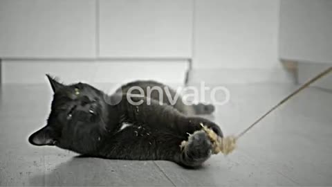 Closeup of a Gray Cat Playing