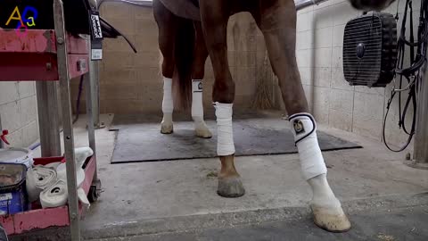 Equestrian Training and Routine on Rainy Day. Korean Racing Horse and Jockey