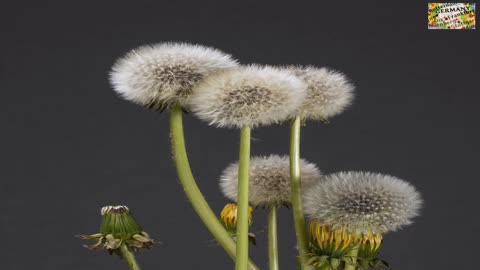 Dandelion flower