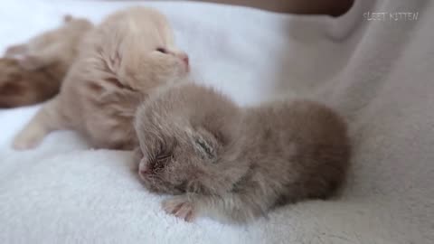 A Kitten's Protective Love for His Dying Brother