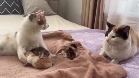 Dad Cat Meets His Baby Kittens for the First Time!