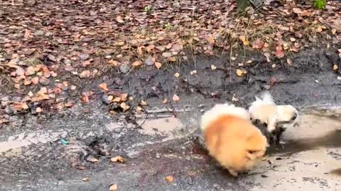 Little dog choose which option to take to cross the muddy river