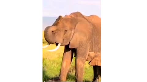 Best elephant And bull Sounds Video