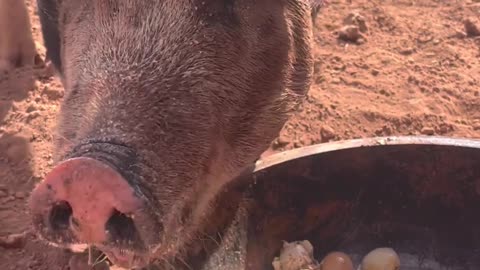 Egg-cited Pigs: Berkshire-Mangalista Pigs Indulge in Eggs & Goat Milk at H5 Ranch