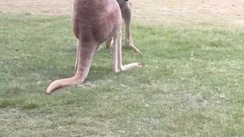 The big kangaroo is bullied by the little kangaroo