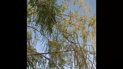 Moringa seeds