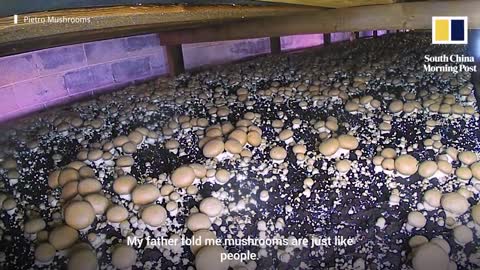 The American teaching China how to grow mushrooms