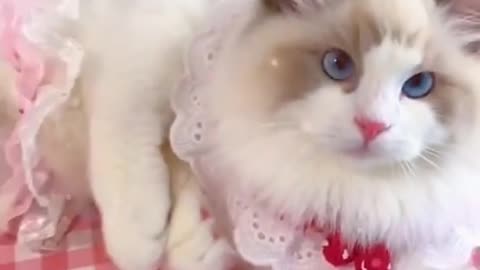 Cute cat 😸 beautiful video please watch this video 😍