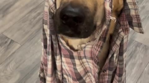 Kangal Chewed Through Shirt