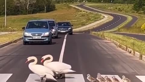 Birds crossing the road be like....