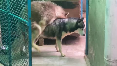 Siberian husky mating