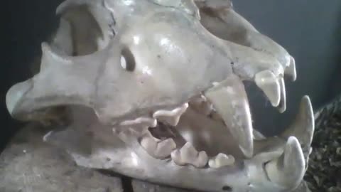 Lion skull in the park museum, look at the teeth, amazing! [Nature & Animals]