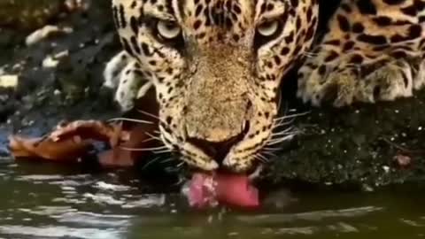 Hand I'm afraid the opponent is not strong enough tiger leopard