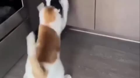 Best Funny Cute Cat Fail and fighting Ops Moments Viral Clips😂