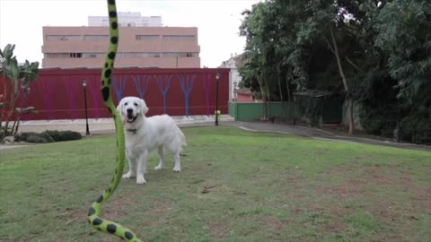 Cute Dog vs Toy Snake Funny Golden Retriever Puppy Bailey