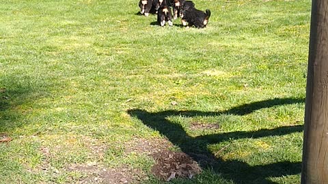 Bernese mountain puppies