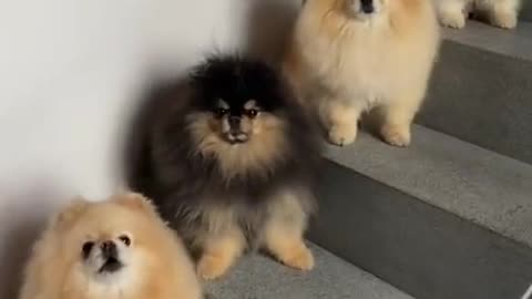 A Cute Pomeranian On Every Stair Step