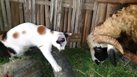 Cute Cat Vs Cute Goat