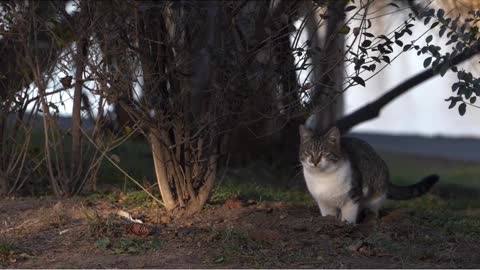 A cat in the jungle