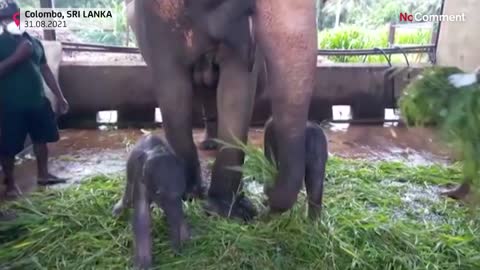 Rare birth of Elephant Twins💜❤