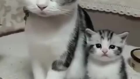 cute cats mother like daughter