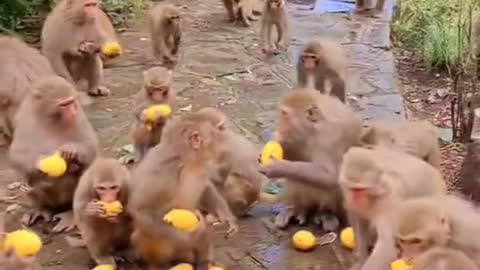 A group of little monkeys