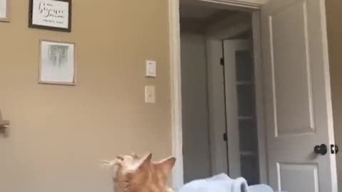 Funny cat video